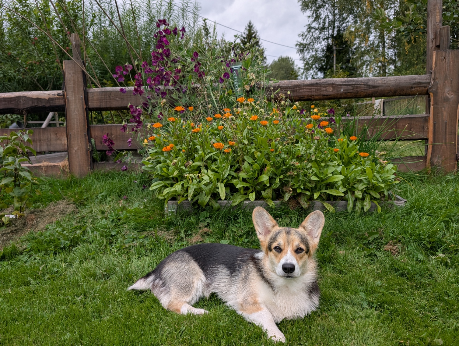 Corgien Elsa