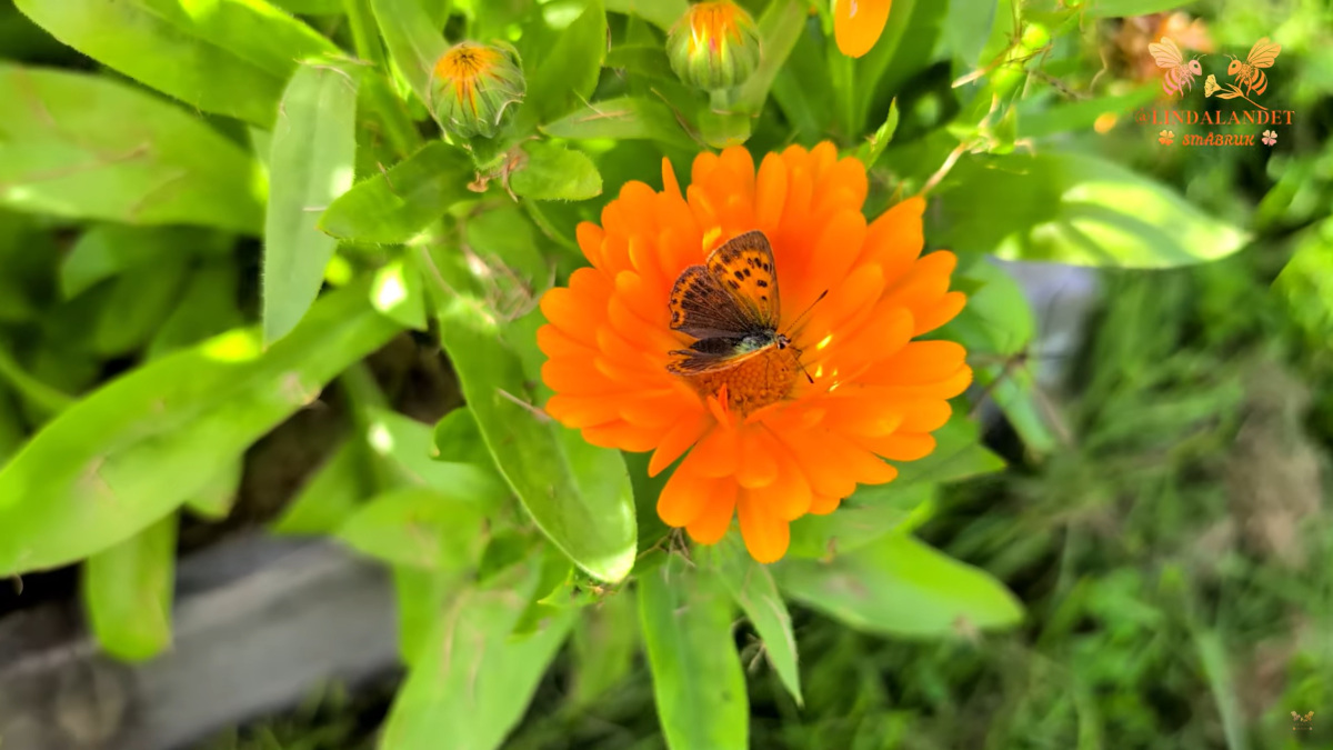 Ringblomst i hagen på @LindaLandet.