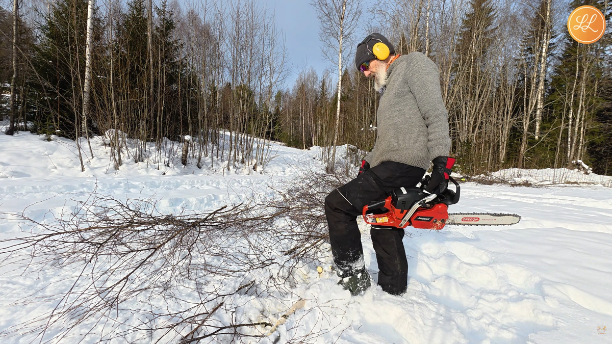 Hugger 2 små trær med Jonsered sagen til Linda