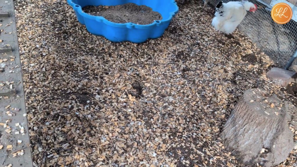 Rengjøring av hønsehus og hønsegård