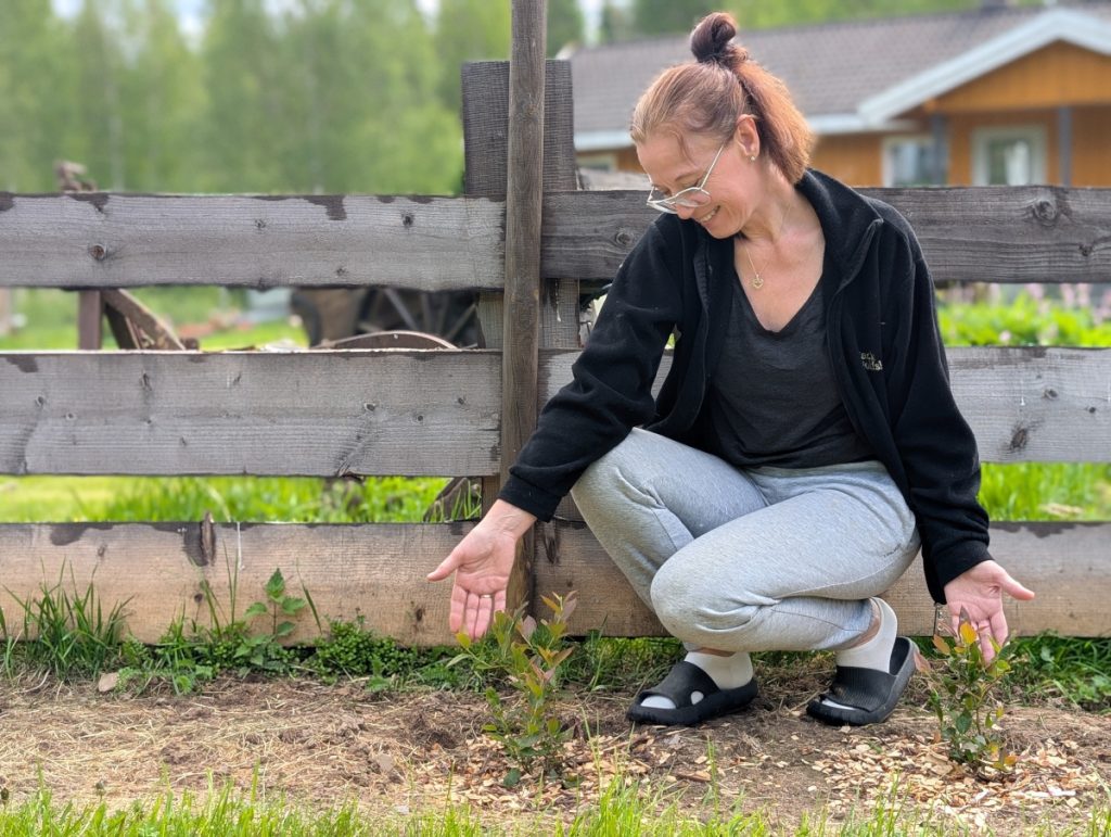 Hageblår ferdig plantet