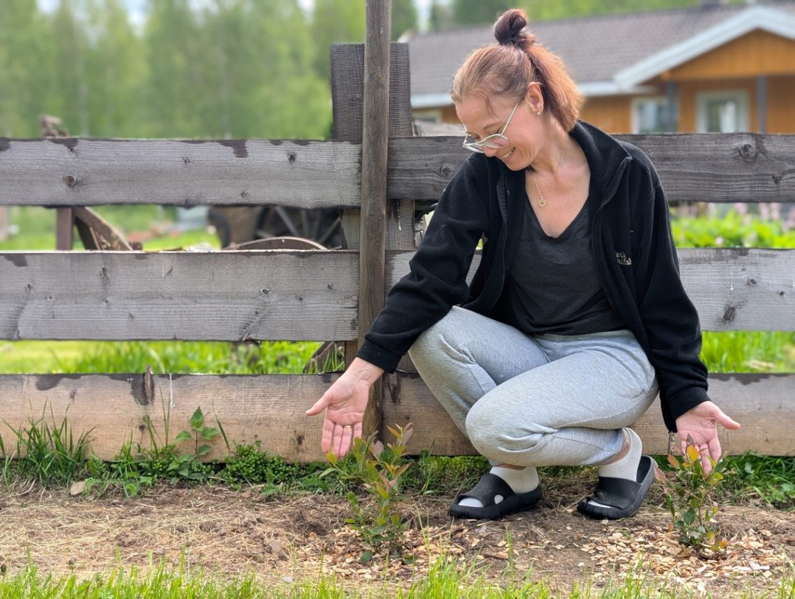 Hageblår ferdig plantet